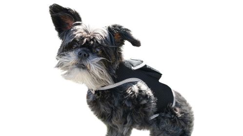 Portable Waterproof Mini GPS Dog Tracking Unit Collar Mount + SIM Slot Size:M